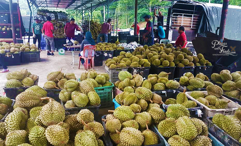 DURIAN BATU KURAU MULA LURUH