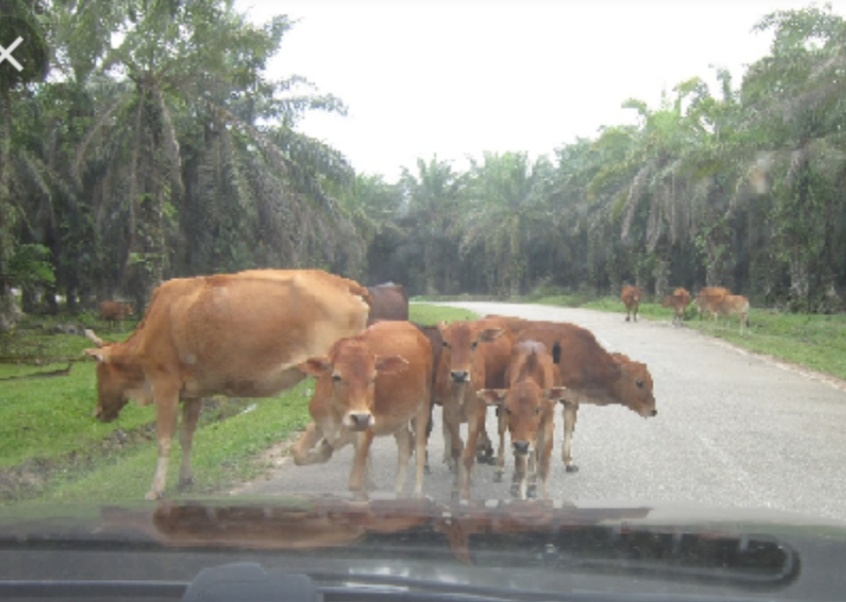 LEMBU BUNUH MANUSIA DI JALANRAYA