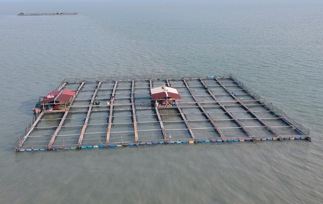 OKU HASILKAN 100 PETAK IKAN SANGKAR