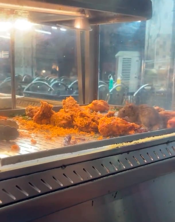 Tular tikus jamah ayam goreng, kedai makan diarah tutup 14 hari