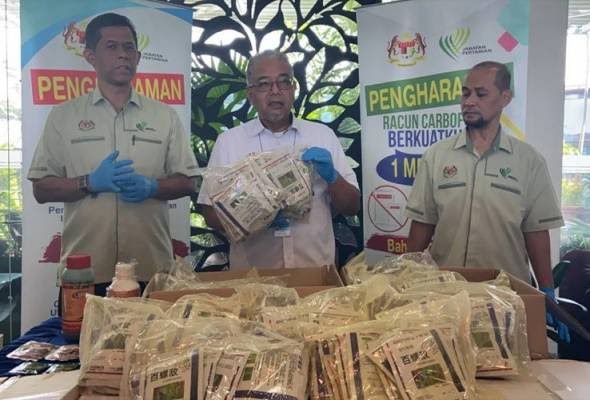 Racun siput gondang emas terlarang bernilai lebih RM50,000 dirampas di Kampung Gajah, Perak