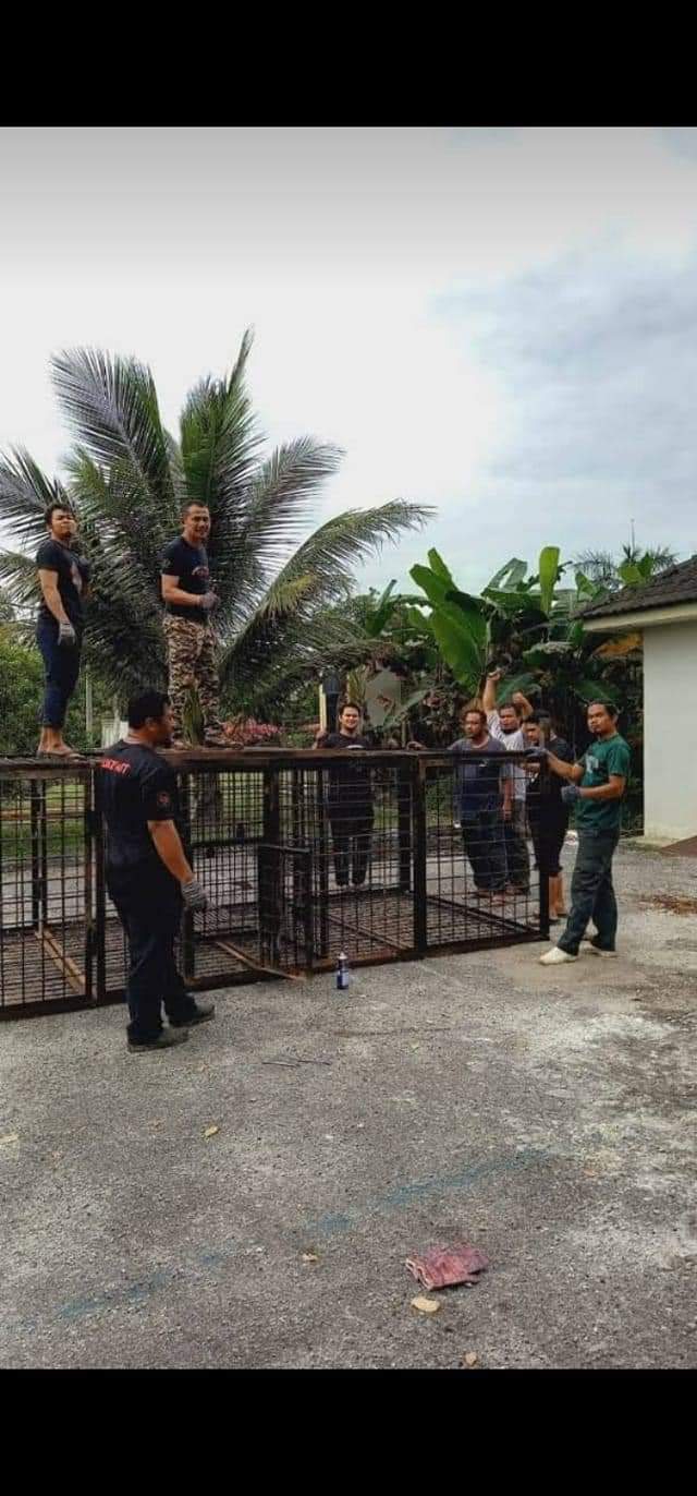 Perhilitan pasang 2 perangkap jejak harimau di Chemor