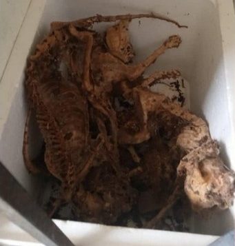 Penemuan puluhan bangkai kucing: Persatuan Haiwan Malaysia gesa veterinar buat siasatan