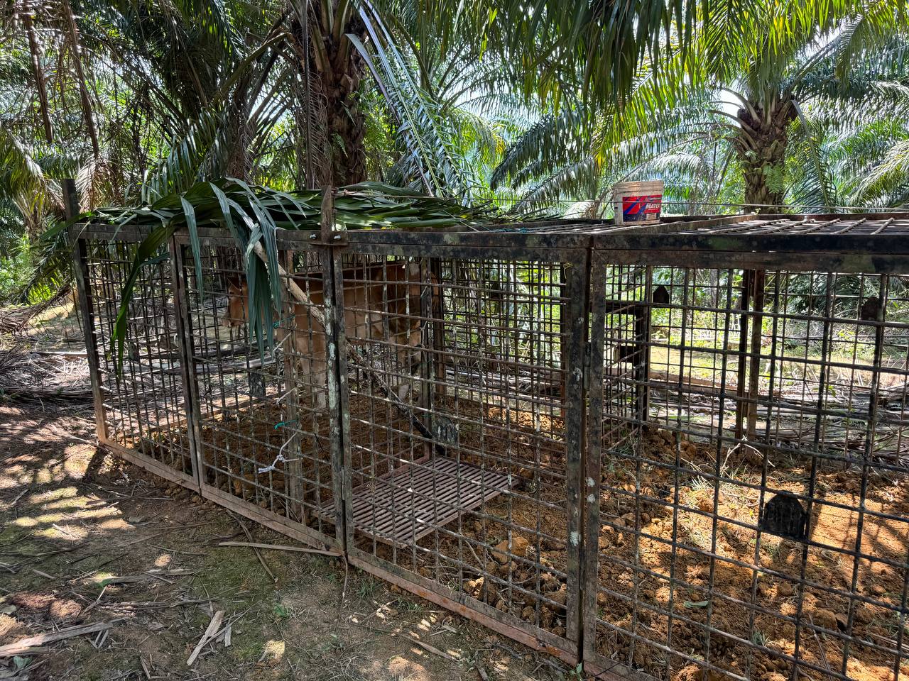 Perhilitan Pasang Perangkap di Ulu Kuang KUANG